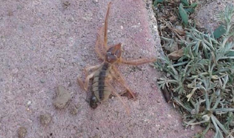 Kayseri'de, 'sarıkız' cinsi örümcek tedirginliği