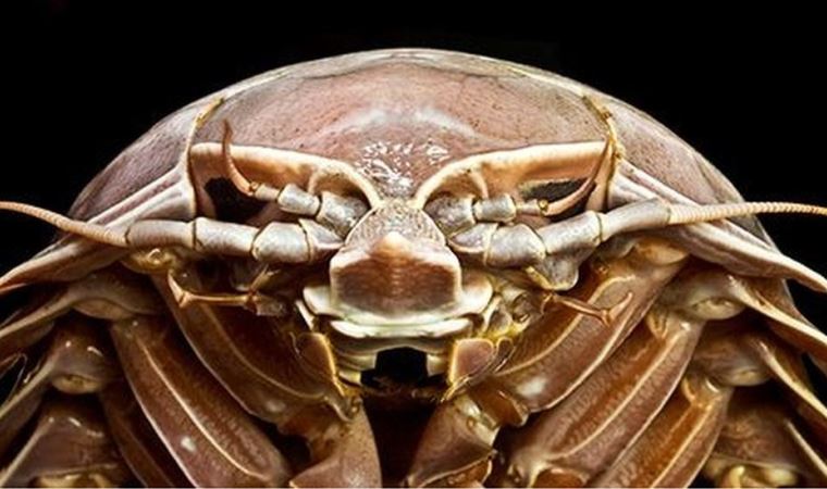 'Deniz hamam böceği': Okyanusun dibinde dev bir kabuklu canlı keşfedildi