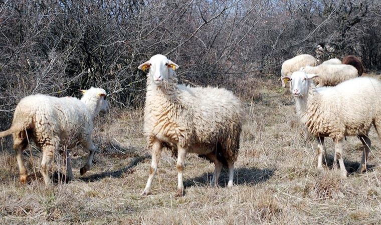 Üzerine koyun yünü yapıştırılan keçiyi kurbanlık koyun diye sattılar