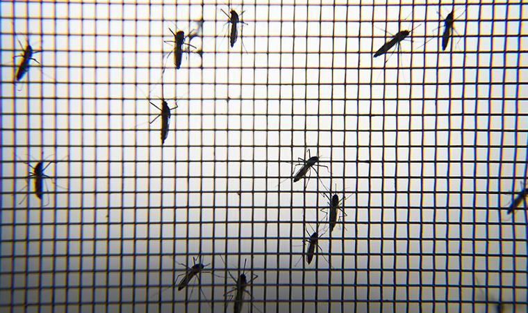 Işık rengi sivrisineklerin davranışlarında nasıl etkili oluyor?
