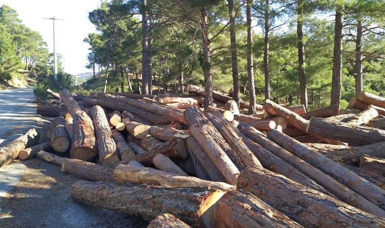 Mahkeme sonucu beklenmedi, 40 yıllık kızılçam ağaçları kesildi