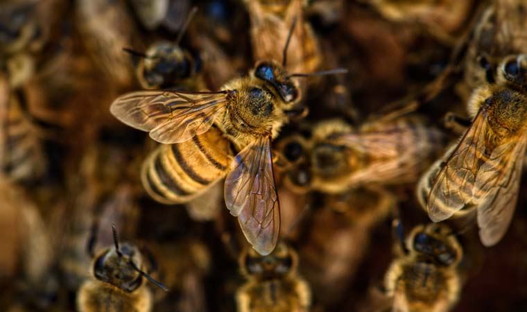 Bilim insanlarından korkutan arı uyarısı: Türlerinin dörtte biri 30 yıldır doğada görünmüyor