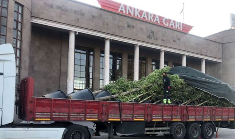 Valilik, 10 Ekim’de Ankara Katliamı'nda katledilenleri temsil eden ağaçları kaldırdı