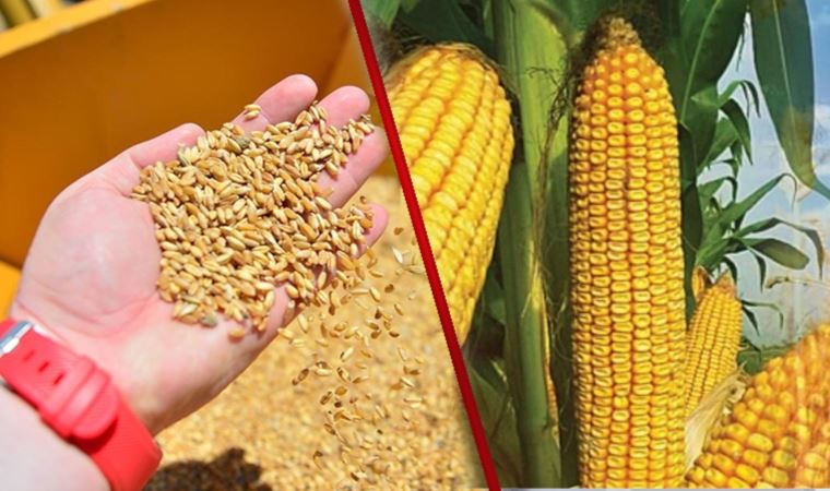 TMO, 325 bin ton mısır ve 300 bin ton ekmeklik kırmızı buğday ithal edecek