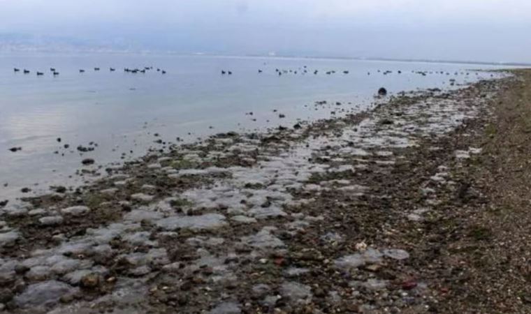 Kocaeli'nde endişelendiren görüntü: Binlerce ölü denizanası kıyıya vurdu