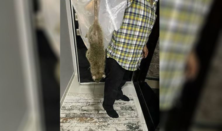 İstanbul'da 'kedi büyüklüğünde' fare kabusu: Gece yarısı evi terk ettiler