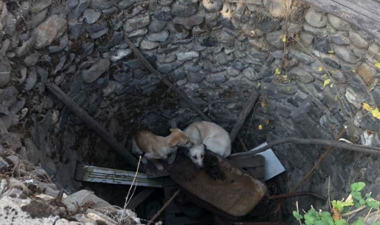 Su kuyusuna düşen iki köpek kurtarıldı