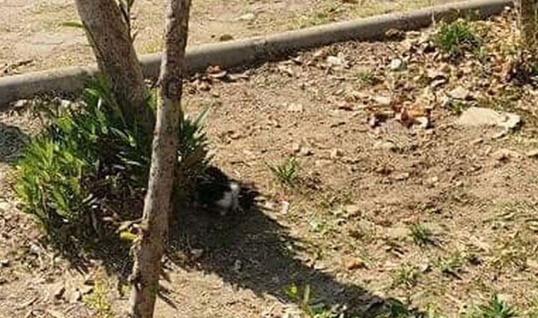 Turgutlu'da 2 kedi ayakları kesilmiş halde ölü bulundu