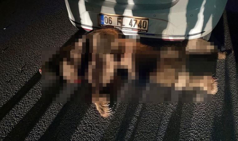 Bursa'da otomobilin çarptığı ayı öldü