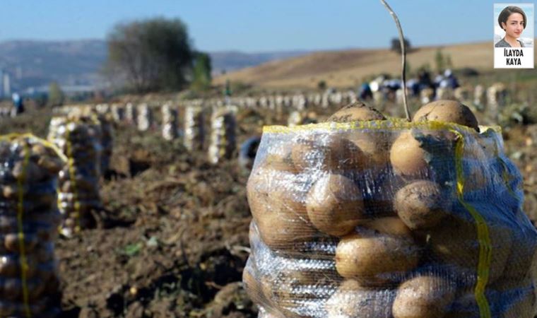 Niğde’de patates ve soğan üreticilerine ceza