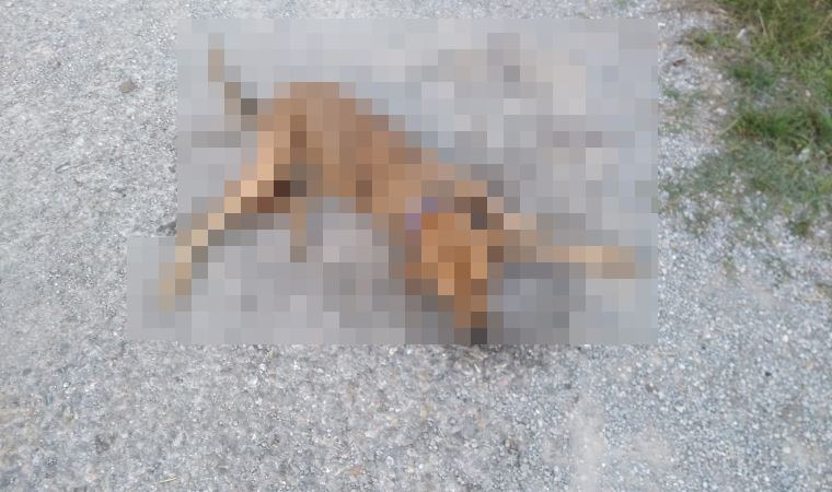 İzmir’de katliam: Sokak hayvanları zehirlenerek öldürüldü