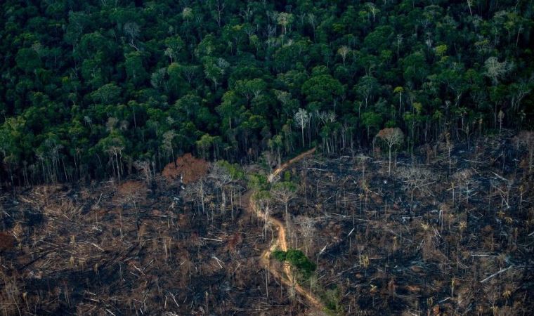 Amazon ormanları son 15 yılın en büyük kaybını yaşıyor