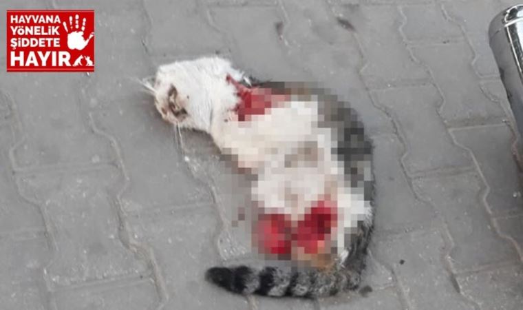 Turgutlu'da yine 4 bacağı da kesik kedi ölüsü bulundu