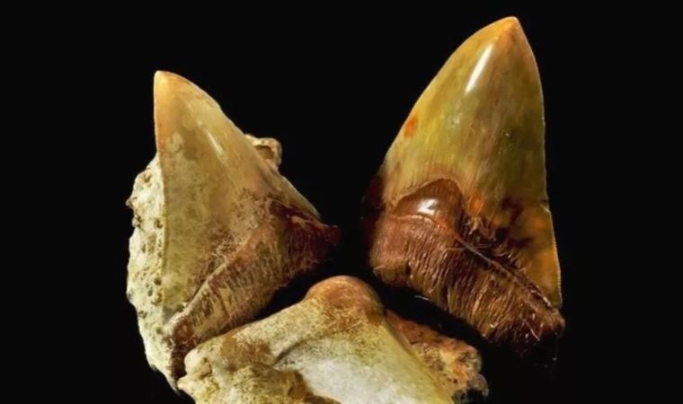 Atacama Çölü'nde soyu tükenmiş dev köpek balıklarına ait dişler bulundu