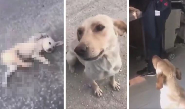 Yaralı köpeğe yardım eden yurttaş sosyal medyada gündem oldu: 