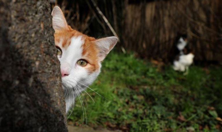 Manisa'da kedi katliamı: 'Büyü' için öldürmüş!