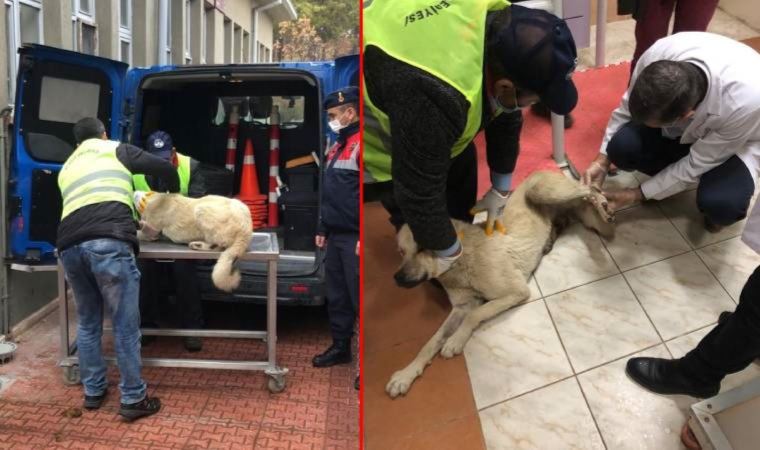 Elazığ'da, kamyonetin arkasında sürüklenen köpek kurtarıldı