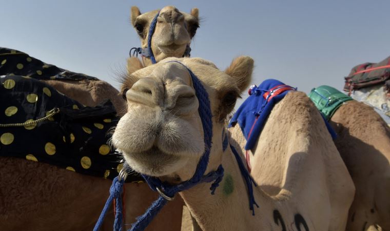 Suudi Arabistan'da deve güzellik yarışmasında botokslu ve estetikli hayvanlar diskalifiye edildi