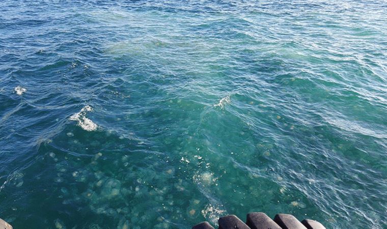Uzmanından Marmara’da denizanası istilasına uyarı: ''Sakın dokunmayın'