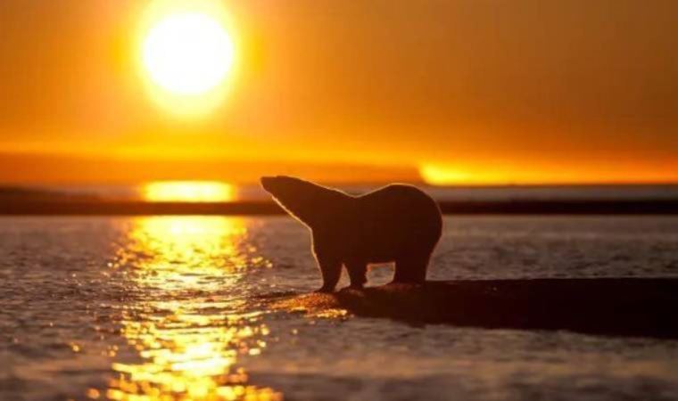 İklim krizi: Dünya Meteoroloji Örgütü, Kuzey Kutbu'nda yazın hava sıcaklığının 38 dereceye kadar yükseldiğini doğruladı