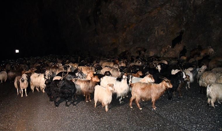 Minibüs sürüye çarptı: Çok sayıda koyun yaşamını yitirdi