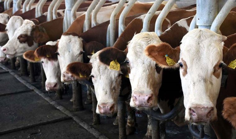 Et ve süt üreticilerinden acil çağrı