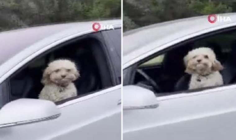 Hareket halindeki Tesla’nın sürücü koltuğundaki köpek gündem oldu