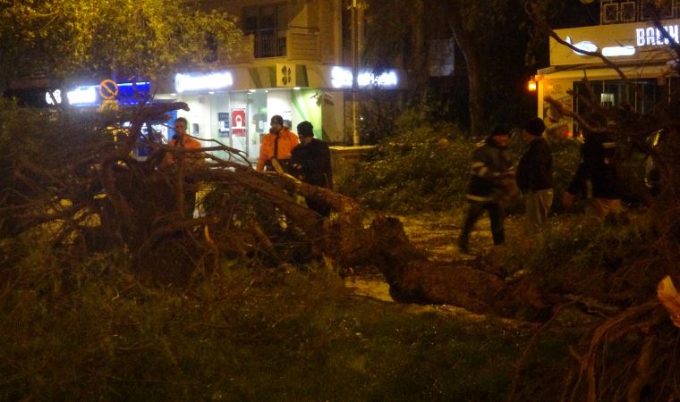 İzmir'de şiddetli rüzgar etkili oldu, ağaçları kökünden söktü