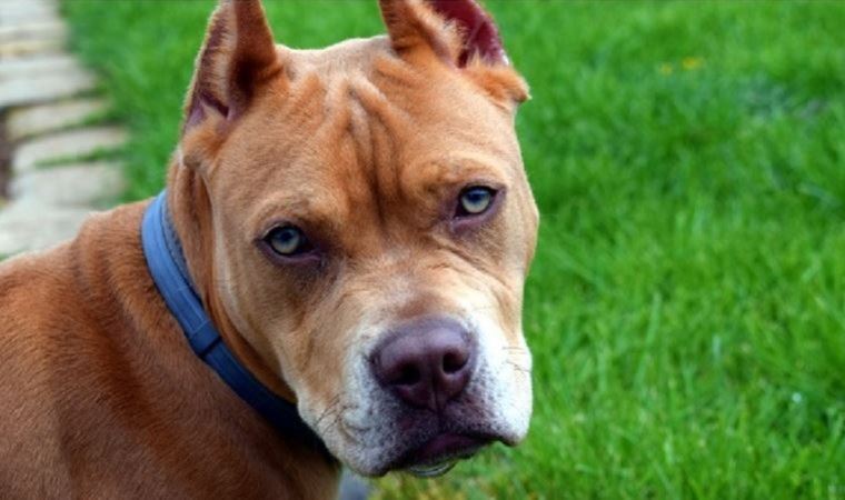 Yargıtay'dan 'pitbull saldırısı' kararı: Ceza bozuldu