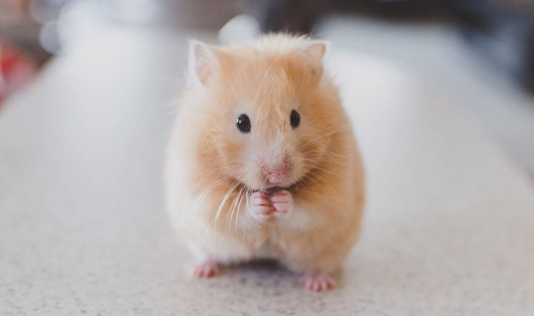 Bilim insanları açıkladı: Hayvanlar aleminin en alkolik üyeleri 'hamsterlar'