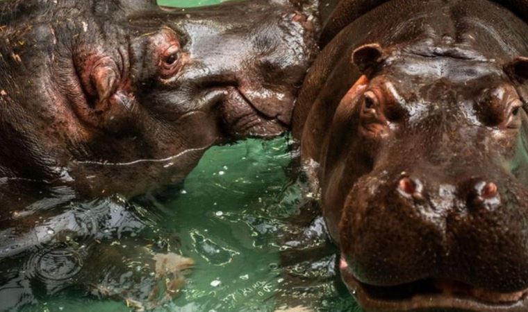 Dünyada bir ilk gerçekleşti: Anvers Hayvanat Bahçesi'ndeki iki su aygırı Covid-19'a yakalandı