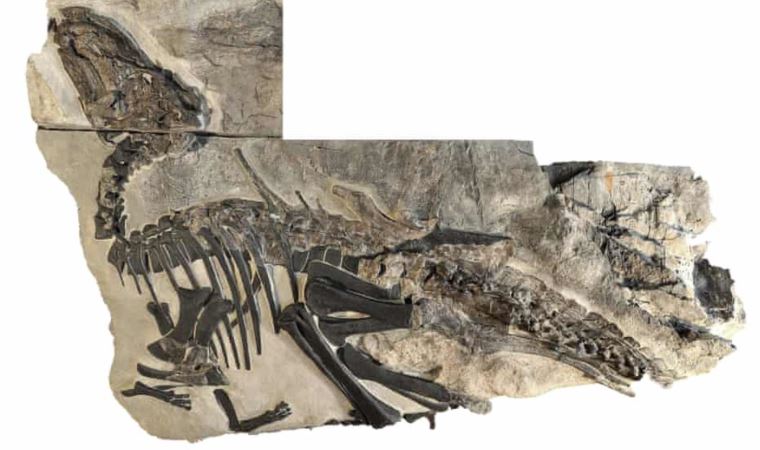 İtalya’da dinozor sürüsü kalıntıları keşfedildi