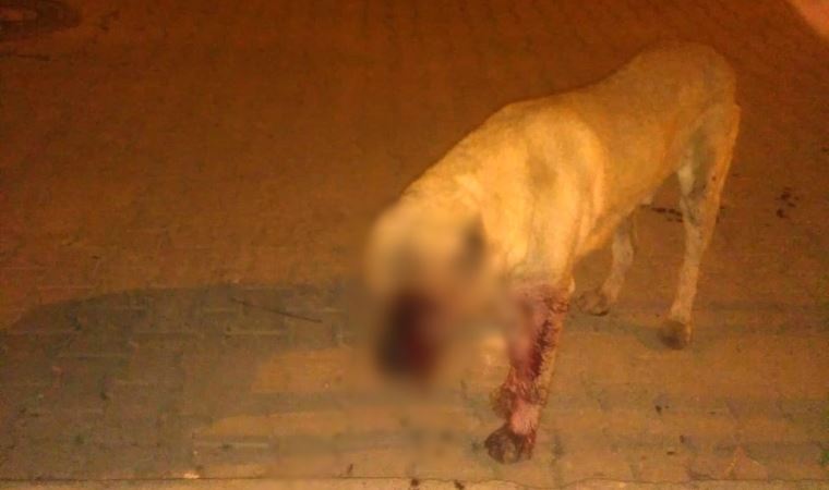 Tarsus'ta dehşet: Sokak köpeğinin gözlerini oyup sopayla öldüresiye dövdüler