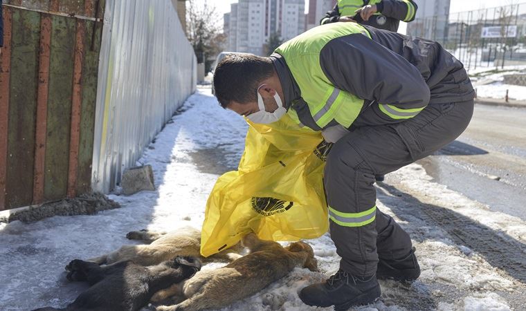 Ankara'da 3 yavru köpek ölü bulundu: