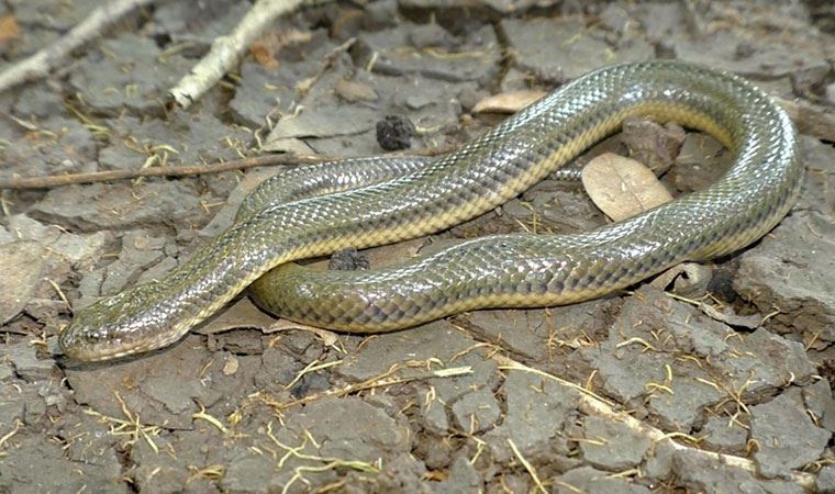 Myanmar'da yeni bir yılan cinsi ve türü keşfedildi