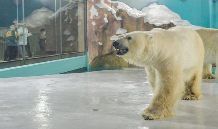 Çin'de kutup ayılarını kullanarak reklam yapan otel tepki çekti