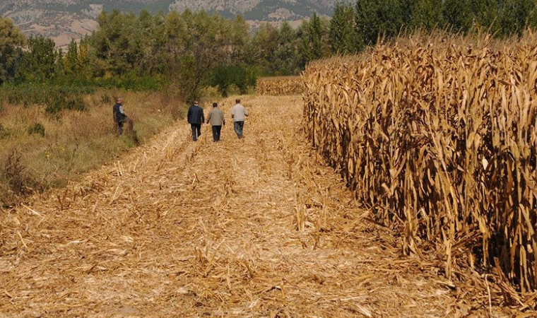 CHP'li Sarıbal: 1.350 liraya çiftçinizden aldığınız mısırı şimdi 2.100 liraya ithal edeceksiniz...