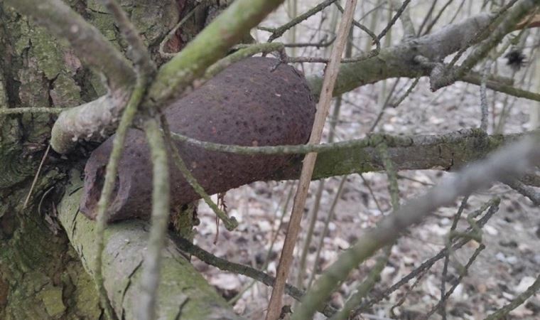 Polonya’da bir ağaçta 2. Dünya Savaşı’ndan kalma bomba bulundu