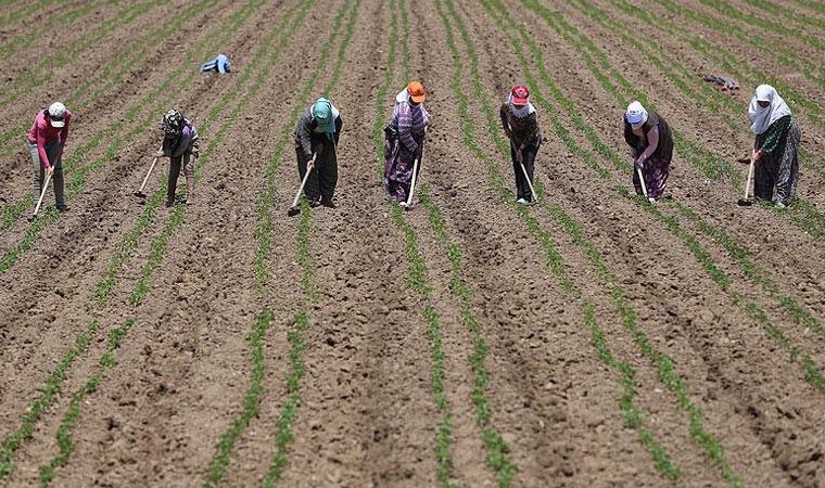 Tekfen Vakfı ve TİSVA 'Kadın Çiftçi Kredisi' ile dar gelirli kadınları iş sahibi yapacak