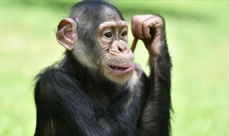 İnsan beyninin maymunlara göre nasıl daha büyük olduğu ortaya çıktı