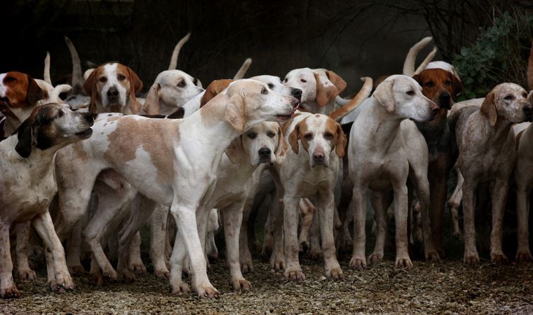 Bahçesinde 700 köpeğe bakıyor: 'Galina’nın Sıcak Yuvası'