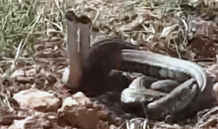 Dünyanın en zehirli yılanları Şanlıurfa’da görüldü