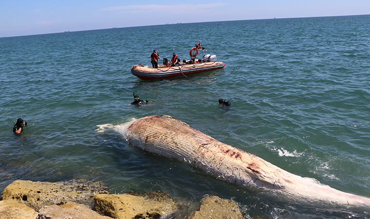 Dünyanın en büyük ikinci balinası Mersin'de karaya vurdu