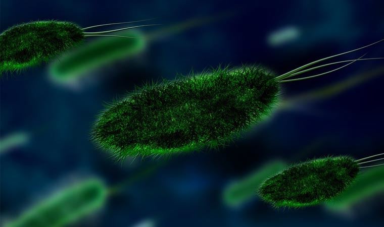 Bilim insanları, 'bin yıllık dışkılarda' yeni mikroplar keşfetti