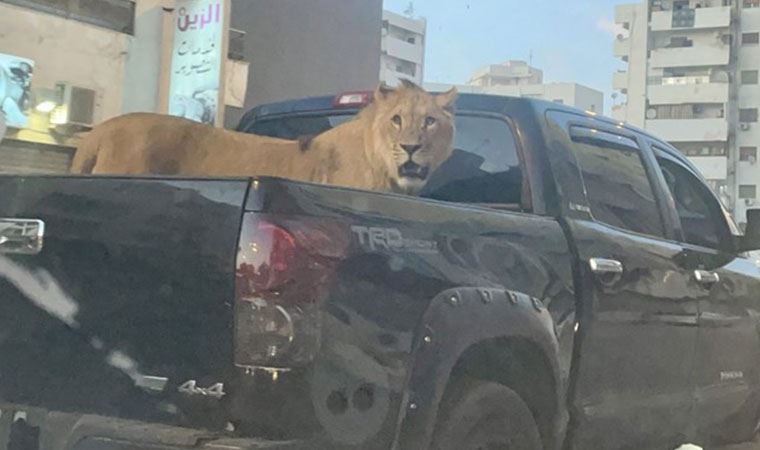 Libya'da araç kasasında gezdirilen aslan görenleri şaşırttı