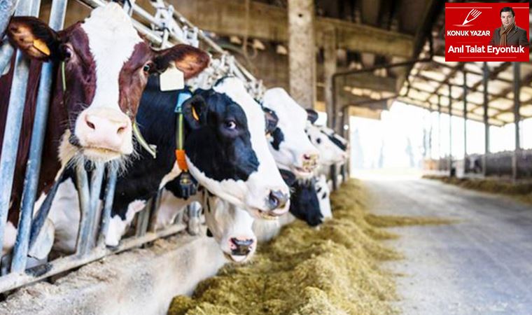 Ulusal Süt Konseyi'nden üreticiye müjde:10 Kuruş zam!!!