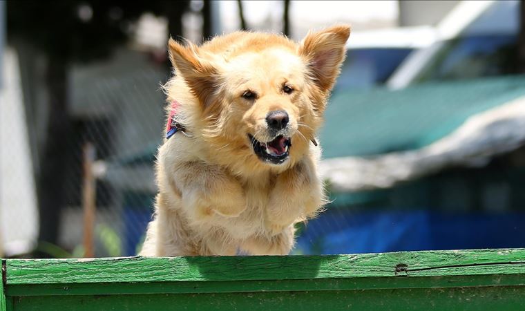 The Guardian: Özel eğitimli köpekler, kısa sürede Covid-19'u tespit edebiliyor