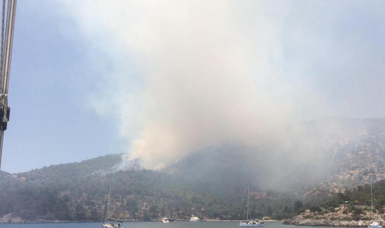 Milas'ta orman yangını: Çok sayıda araç gönderildi