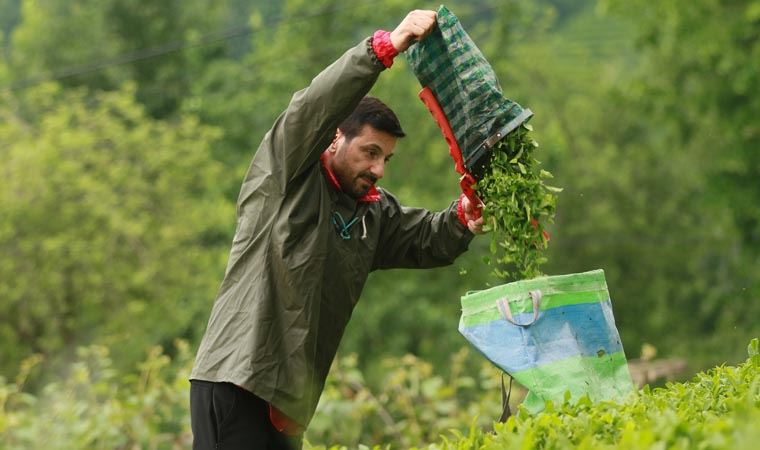 Şarkıcı Davut Güloğlu'nun yeni hayatı: Köyünde çay toplayıp, organik ürünler yetiştiriyor