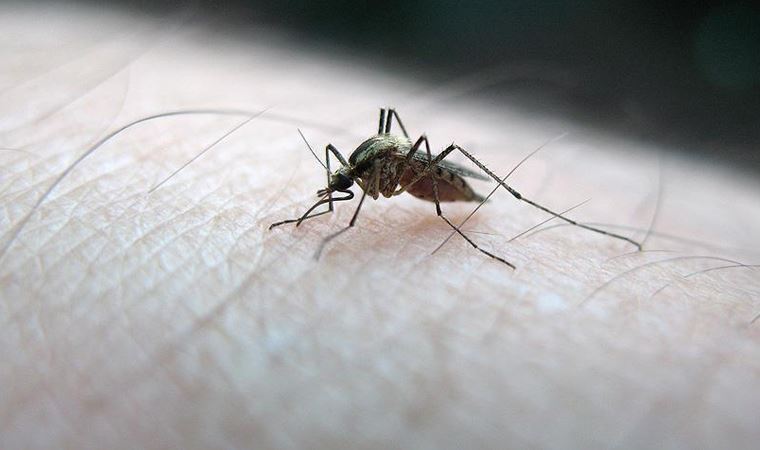 sivrisinek isirigi alerjisi nedir sivrisinek isirigina ne iyi gelir